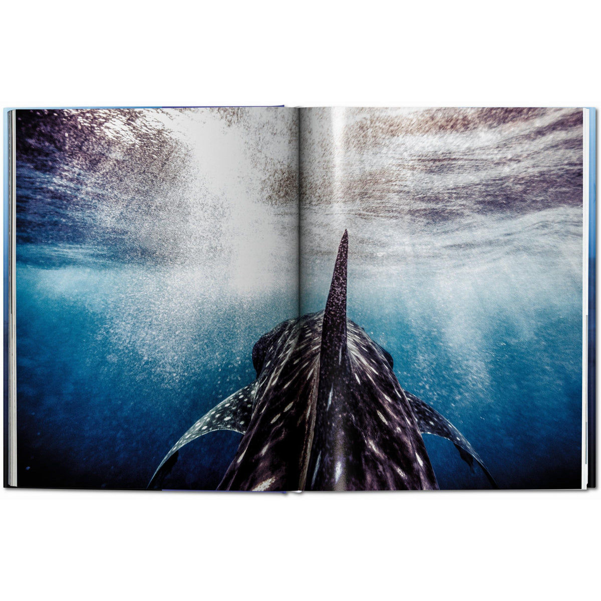 Taschen - Sharks (Michael Muller) - Edition XL