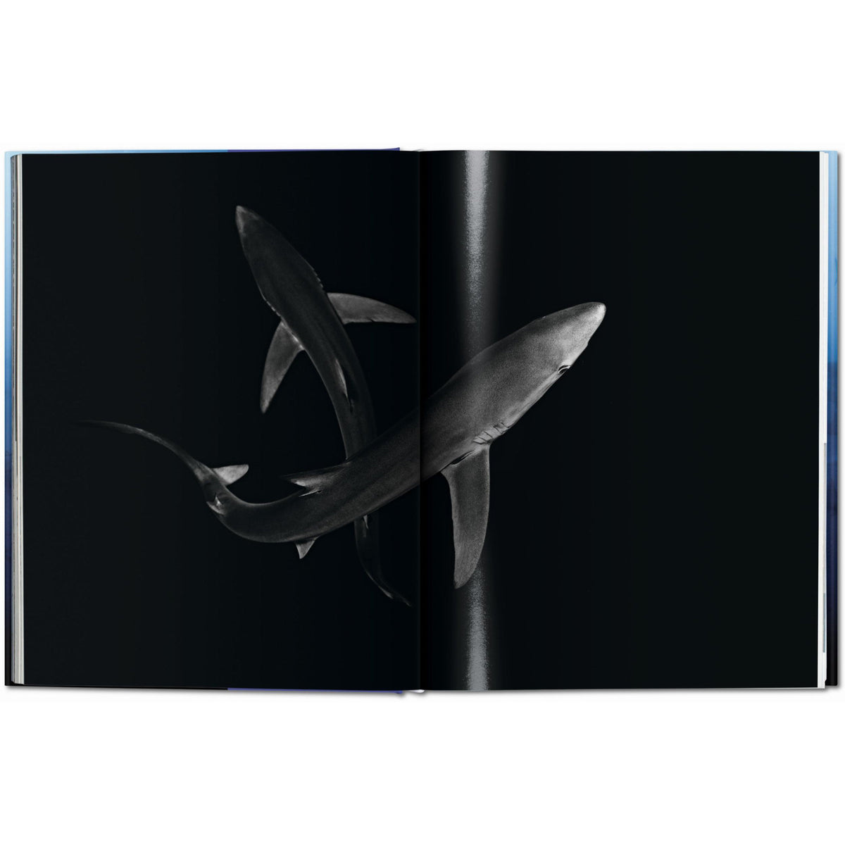 Taschen - Sharks (Michael Muller) - Edition XL
